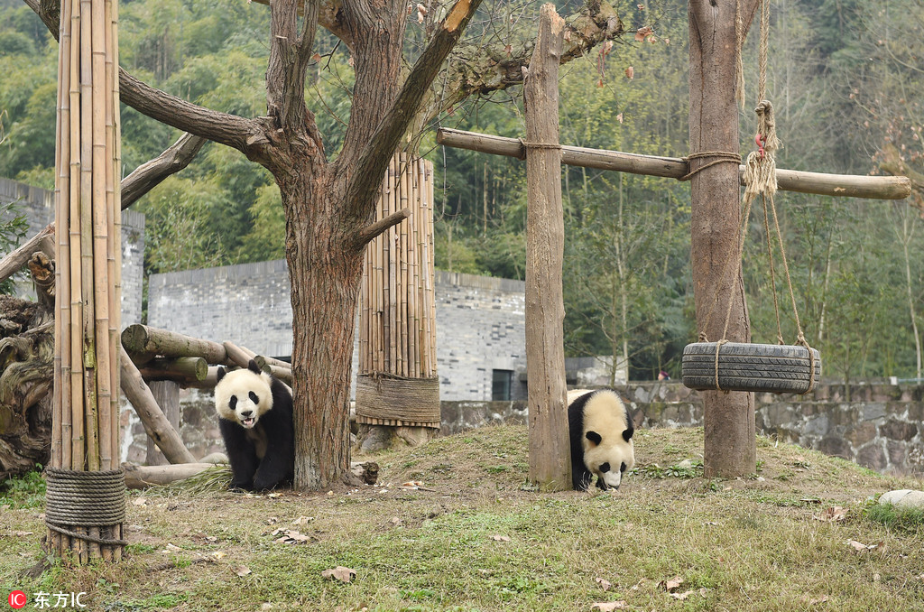 兰州大熊猫蜀兰回家 提前探访成都都江堰熊猫