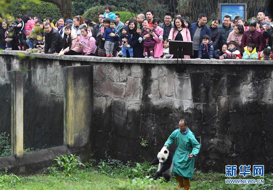 3月18日，在重慶動物園，飼養員帶著“渝寶”與游客見面。