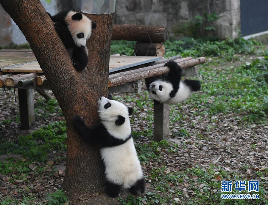 3月18日，在重慶動物園，“渝寶”“渝貝”和“良月”集體與游客見面。