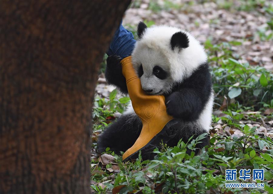3月18日，在重慶動物園，“渝貝”與飼養員玩耍。