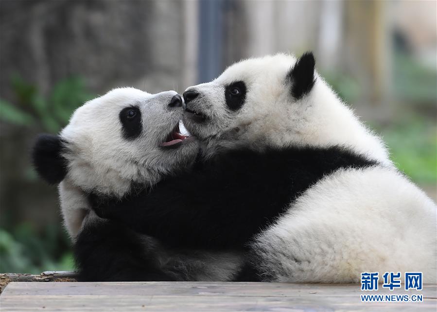 3月18日，在重慶動物園，“渝寶”（左）和“渝貝”在玩耍。