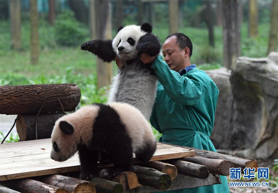3月18日，在重慶動物園，飼養員抱著“渝貝”與“良月”見面。