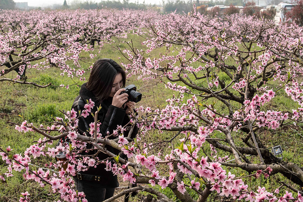 3月18日，一名游客在湖北省孝昌縣豐山鎮桃花基地賞花。