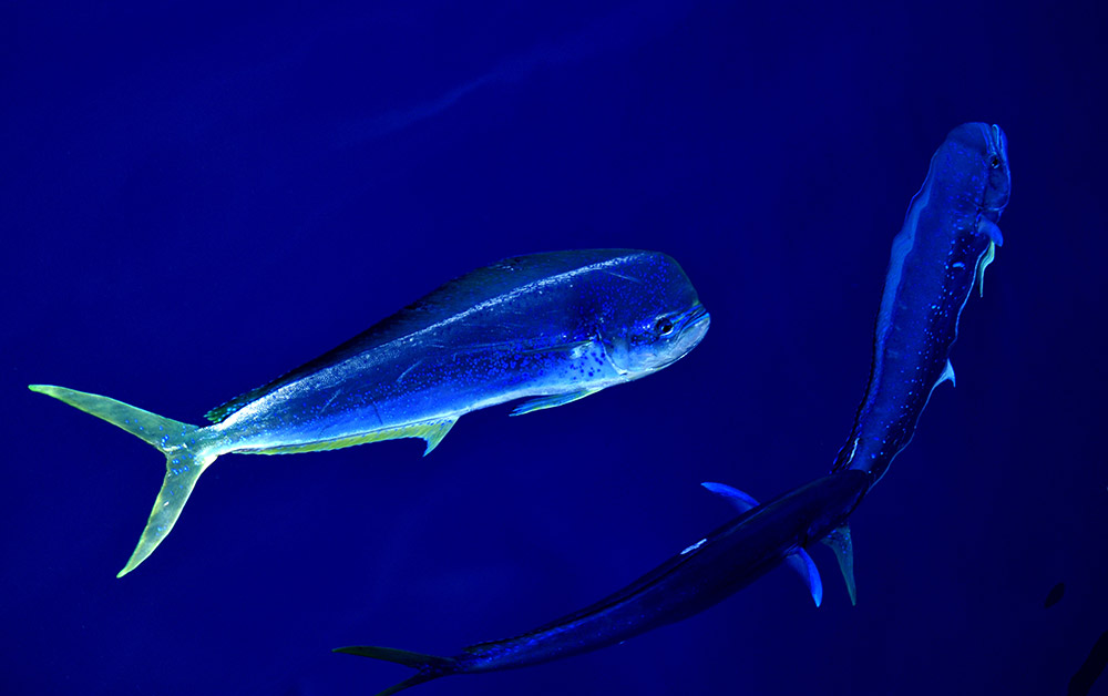 這是在“決心”號上拍攝的南海鲯鰍（3月19日攝）。