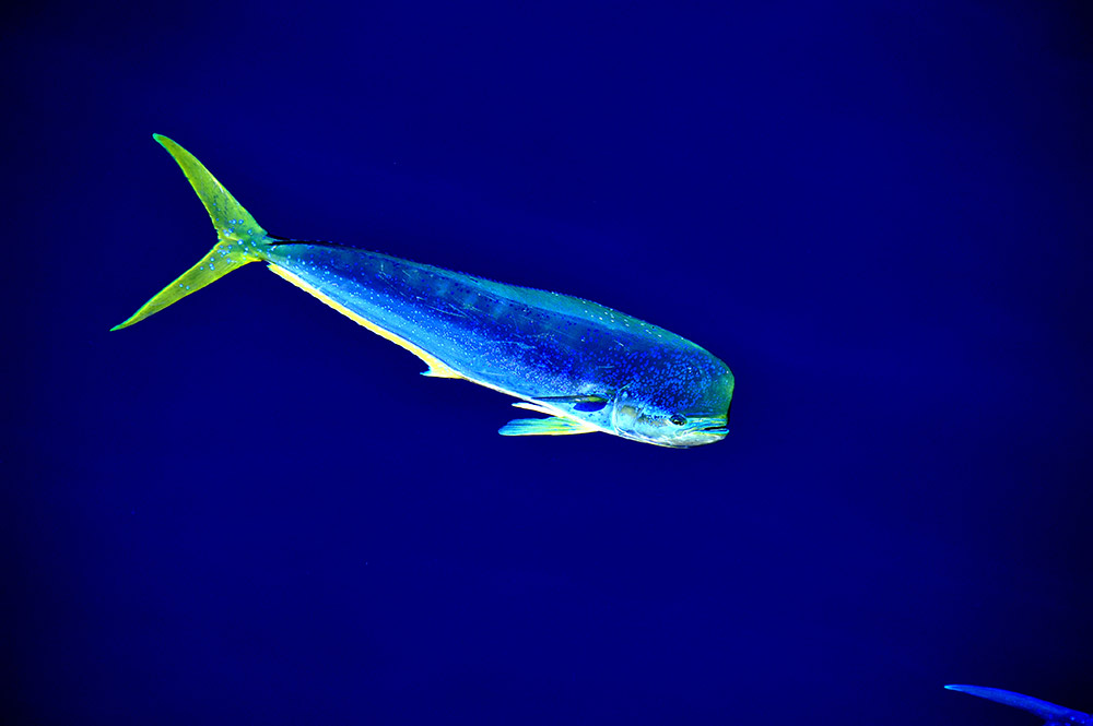 這是在“決心”號上拍攝的南海鲯鰍（3月19日攝）。