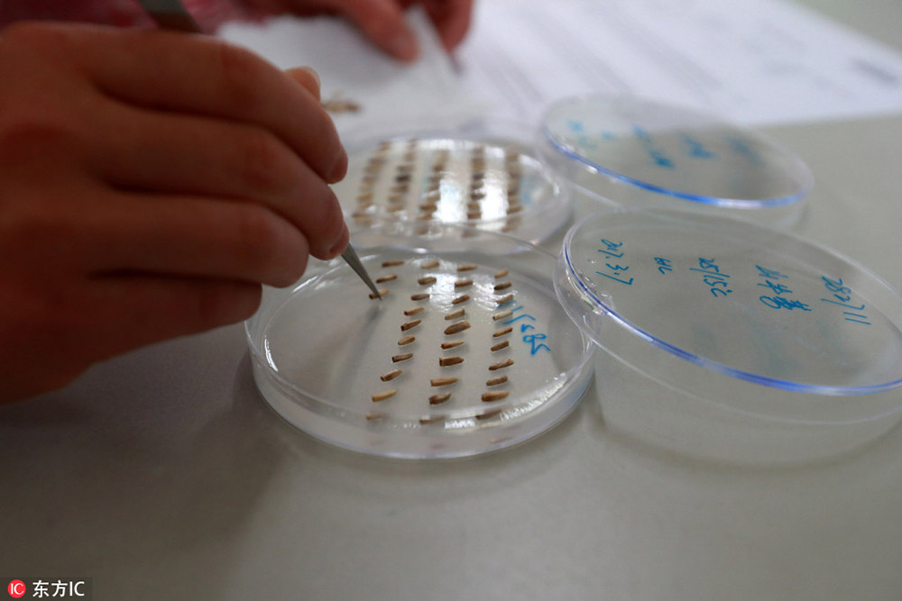 3月9日，一名工作人員在進行萌發實驗時，將種子播種到培養皿中。