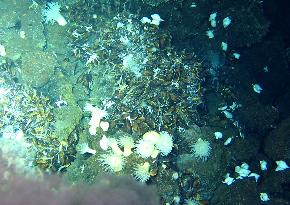 “蛟龍”號拍攝的西北印度洋臥蠶熱液區的海底世界（3月19日攝）。
