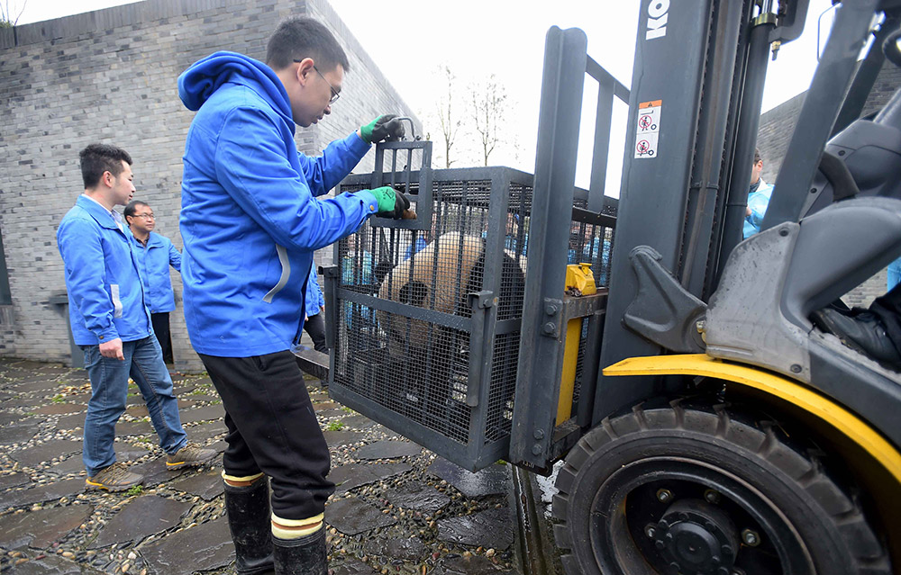 3月24日，工作人員在中國大熊貓保護研究中心都江堰基地隔離檢疫區准備將大熊貓“寶寶”搬運至盼盼園。