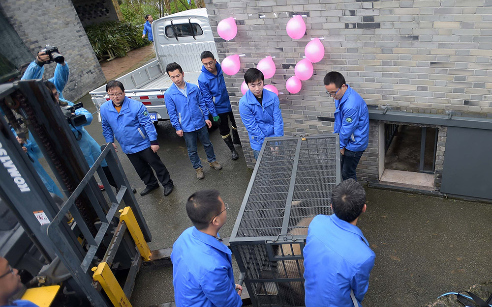 3月24日，工作人員在中國大熊貓保護研究中心都江堰基地准備將大熊貓“寶寶”搬運至盼盼園。
