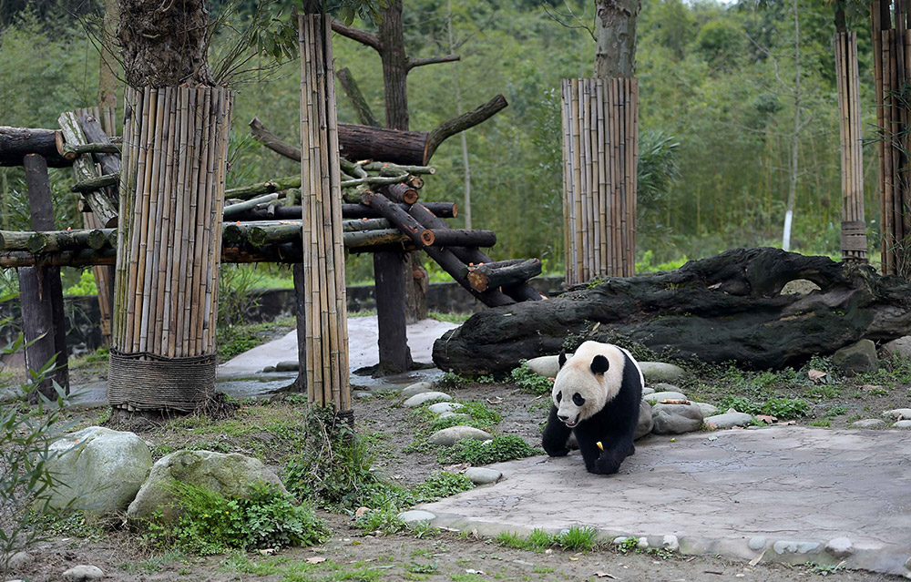 3月24日在中國大熊貓保護研究中心都江堰基地盼盼園拍攝的大熊貓“寶寶”。