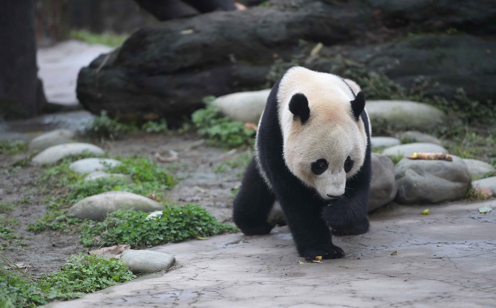 3月24日在中國大熊貓保護研究中心都江堰基地盼盼園拍攝的大熊貓“寶寶”。