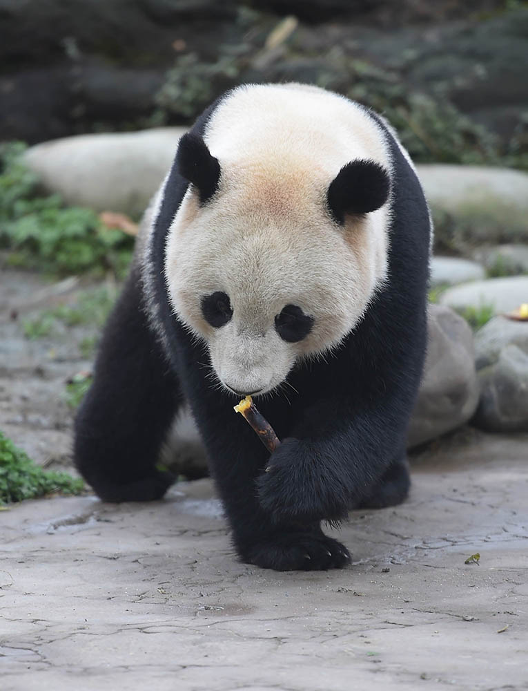 3月24日在中國大熊貓保護研究中心都江堰基地盼盼園拍攝的大熊貓“寶寶”。 