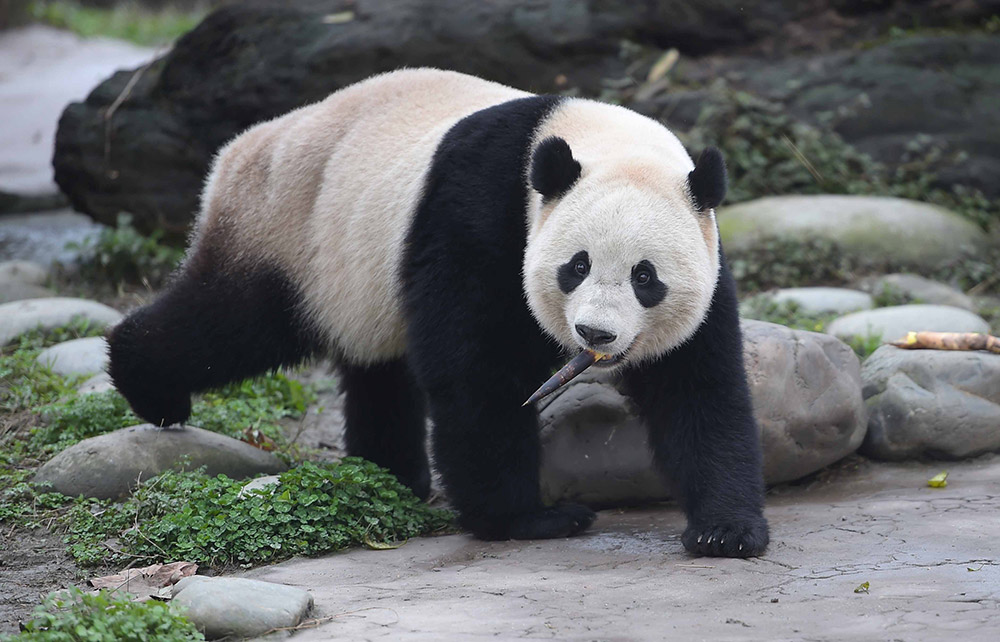 3月24日在中國大熊貓保護研究中心都江堰基地盼盼園拍攝的大熊貓“寶寶”