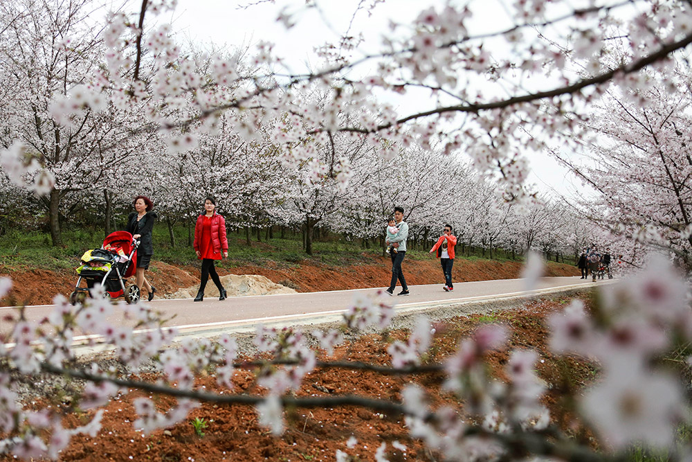 3月27日，游客在貴安新區紅楓湖畔萬畝櫻花園內游覽。