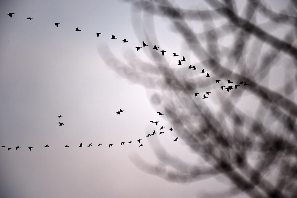 候鳥在興凱湖國家級自然保護區上空飛翔（3月27日攝）。