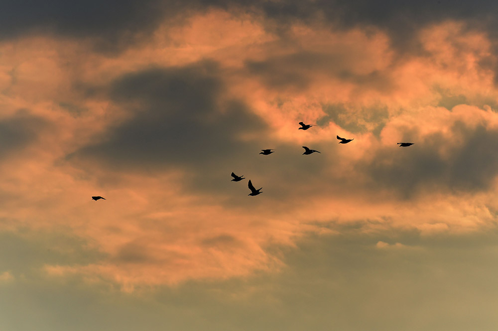 候鳥在興凱湖國家級自然保護區上空飛翔（3月27日攝）。