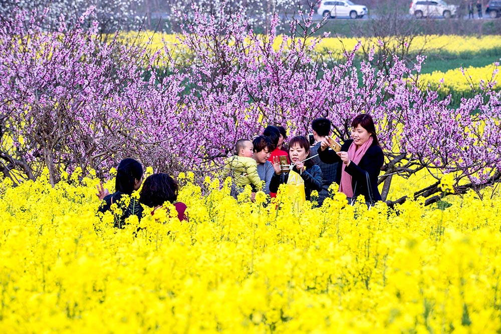 安徽壽縣：春暖花開引游客