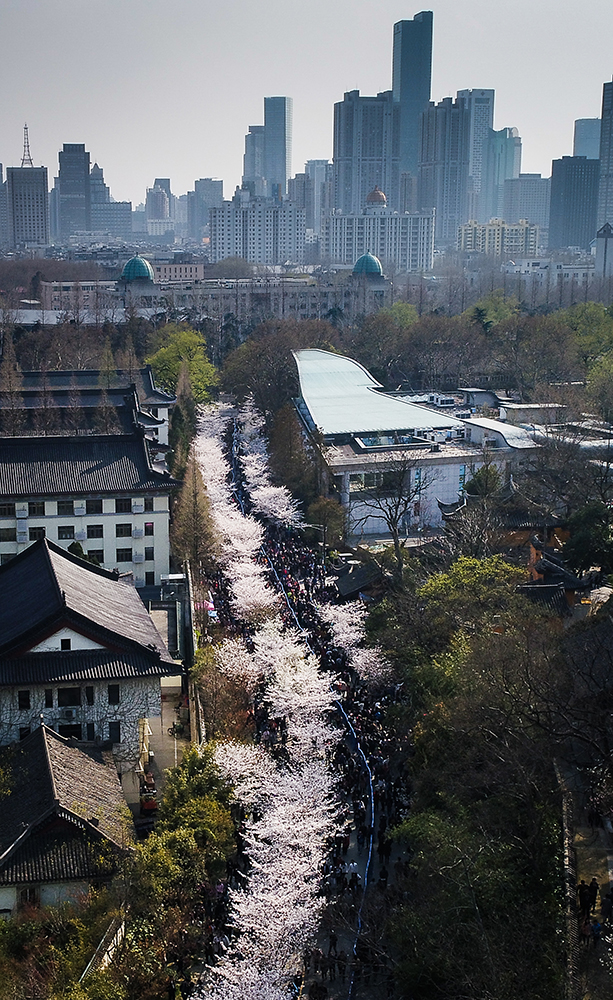 這是3月26日在江蘇南京拍攝的雞鳴寺旁的櫻花大道，大量游人前來賞花。新華社記者 李響 攝