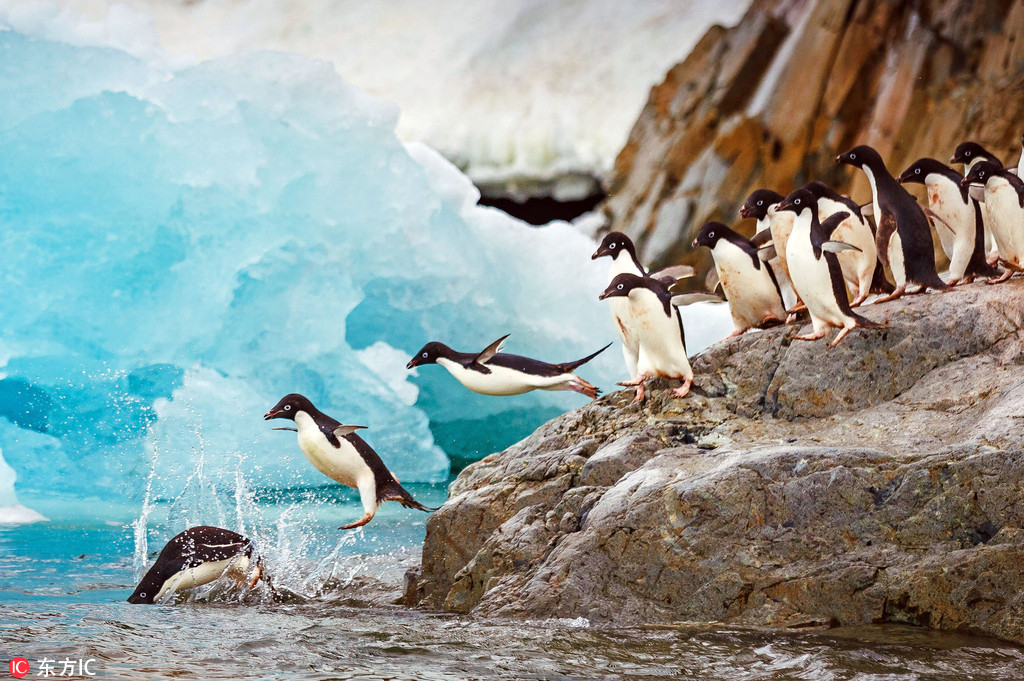 企鵝南冰洋排隊跳水 前赴后繼畫面又萌又美【6】