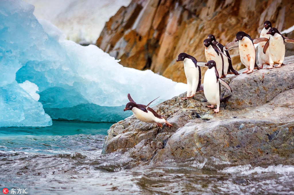 企鵝南冰洋排隊跳水 前赴后繼畫面又萌又美【5】