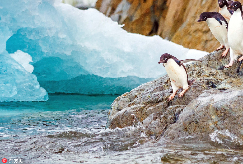 企鵝南冰洋排隊跳水 前赴后繼畫面又萌又美【2】