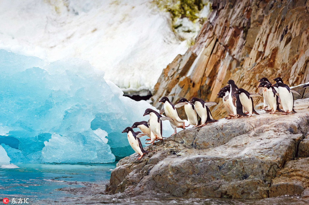 企鵝南冰洋排隊跳水 前赴后繼畫面又萌又美