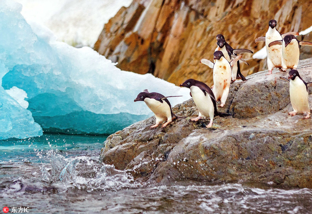 企鵝南冰洋排隊跳水 前赴后繼畫面又萌又美【3】