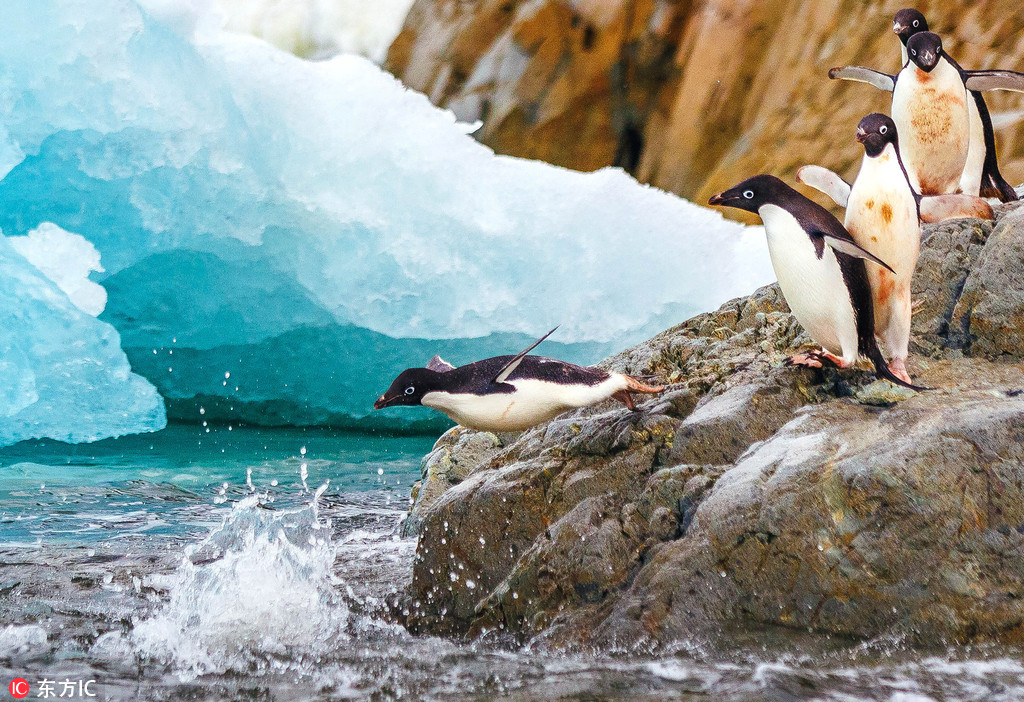 企鵝南冰洋排隊跳水 前赴后繼畫面又萌又美【4】
