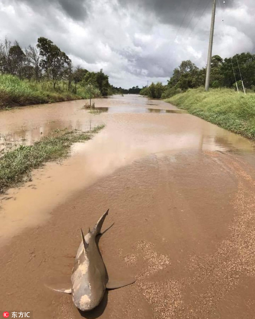 熱帶風暴“黛比”襲擊澳大利亞昆州 鯊魚因洪水被沖上岸【2】
