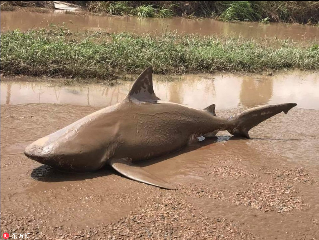 熱帶風暴“黛比”襲擊澳大利亞昆州 鯊魚因洪水被沖上岸