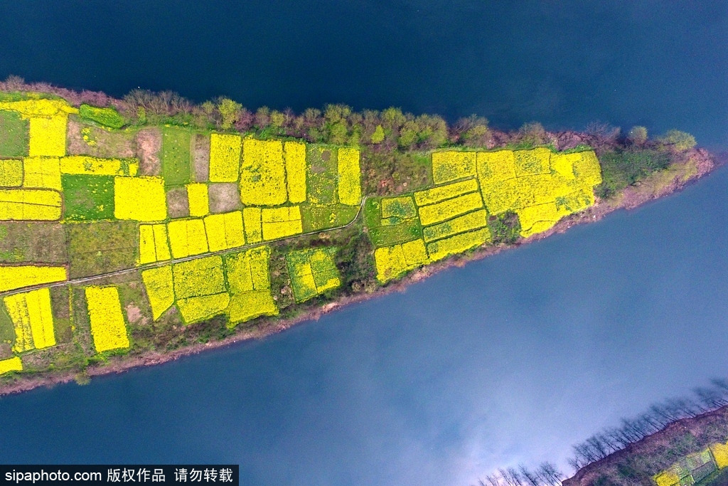2017年3月11日，在湖南省湘西土家族苗族自治州瀘溪縣武溪鎮拍攝的油菜花田。