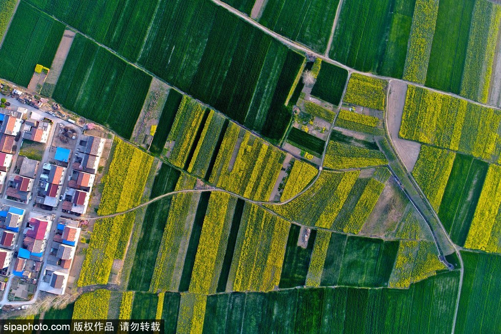 2017年4月2日航拍江蘇省淮安市淮陰區農村中小麥、油菜花和村庄構成的紅黃綠交錯的鄉村美景，如同一幅幅美妙的油畫。	桑林/SIPAPHOTO