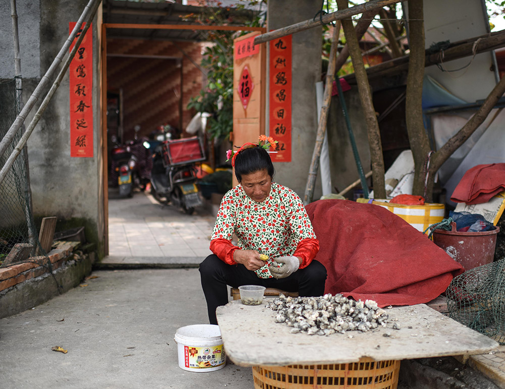 4月9日，在泉州蟳埔村，一名“蟳埔女”坐在家門口開牡蠣。