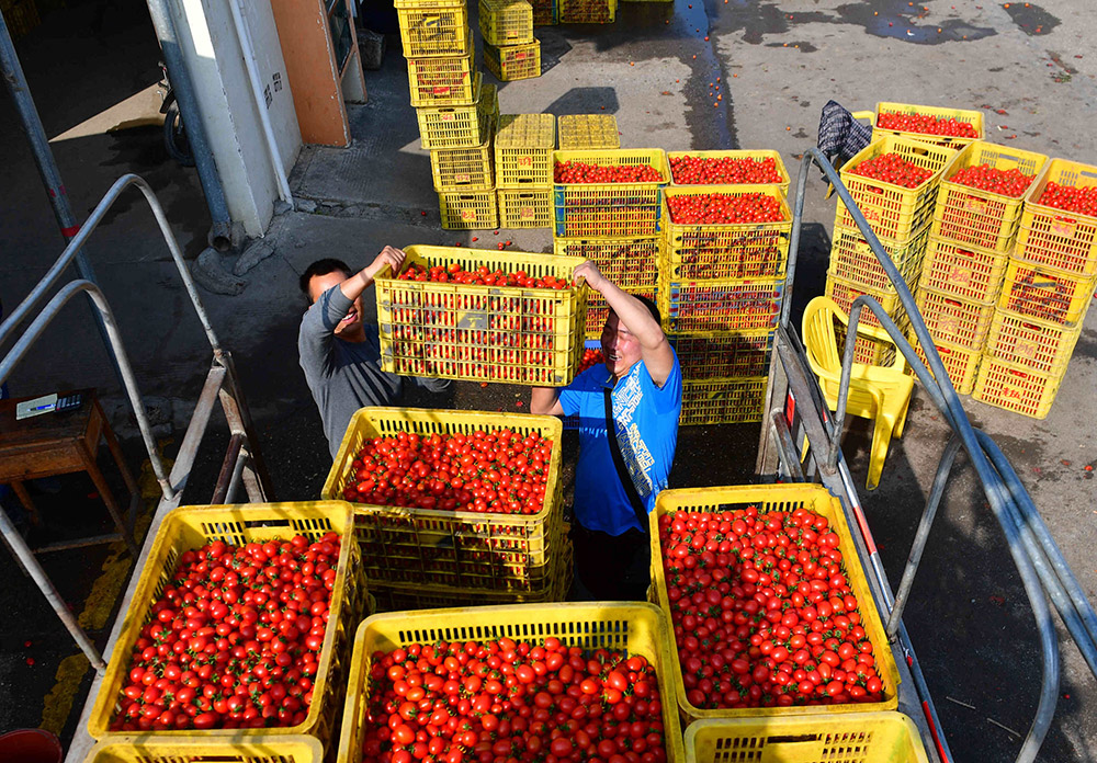 在廣西百色市田陽縣農副產品綜合批發市場，工人將西紅柿抬上貨車（3月13日攝）。新華社記者 黃孝邦 攝