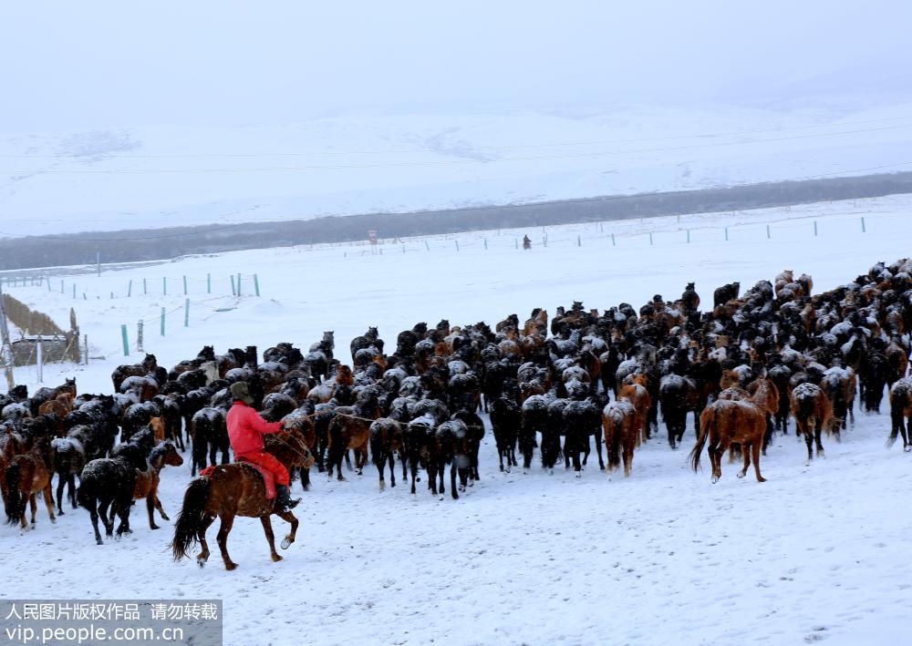 甘肅山丹馬場草原連續降雪 馬牛羊雪中艱難覓食