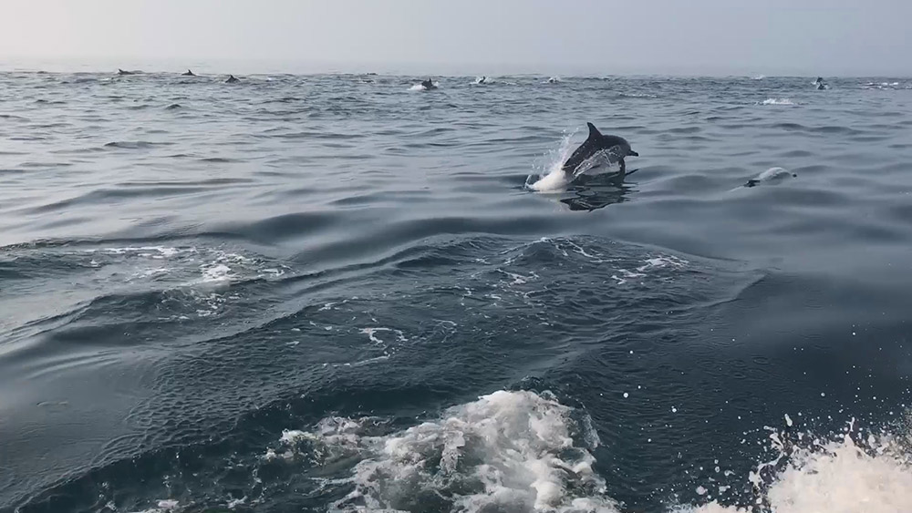 從廣東名磯會海釣俱樂部4月9日視頻的截圖顯示，海豚在廣東汕頭南澳島海域翻騰撒歡。