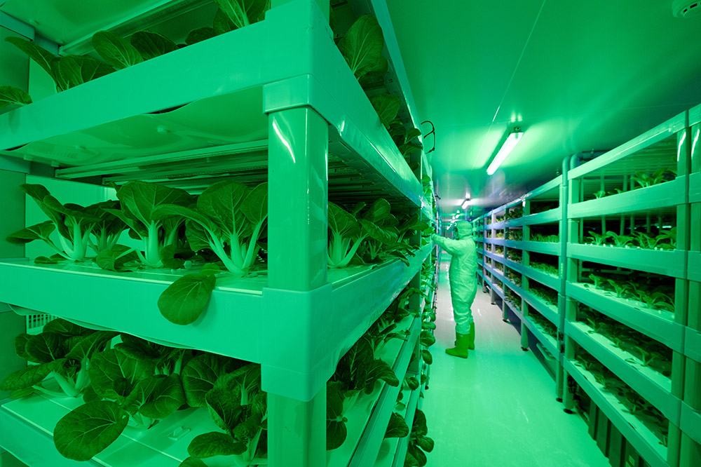 探访福建中科三安植物工厂 日产蔬菜1.5吨