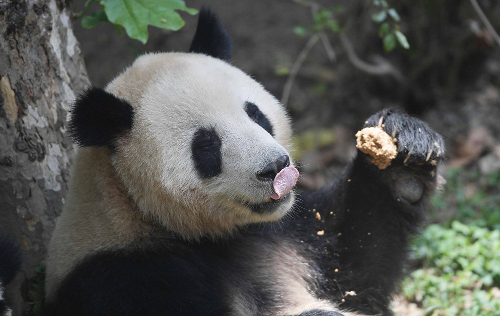 5月4日，在成都大熊貓繁育研究基地，大熊貓“和興”在進食。