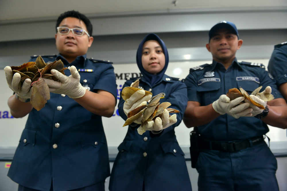 5月8日，在馬來西亞雪邦，馬來西亞海關工作人員向媒體展示所繳獲的穿山甲鱗片。