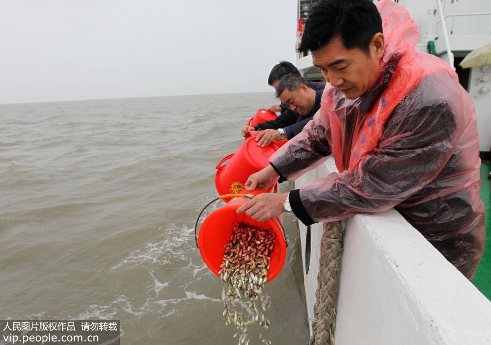 5月12日在呂四漁場154漁區南黃海海洋牧場拍攝的海洋漁業資源大黃魚苗增殖放流現場。