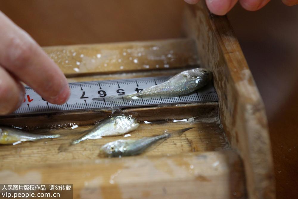 5月12日，江蘇省海洋漁業指揮部組織的專家對苗種規格進行檢測。