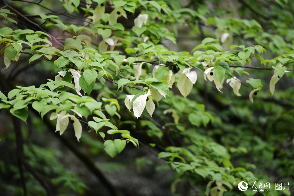 ����ɽ���Ź�ģ������Ȼ��ͩ�֣�Ҳ����Ϊ���ӻ��Ĺ��硣ÿ��4�£����ӻ�����һ����ǧ����ǧɽ�ɰ׸롣�����Ŀ��������������� ���� �㣩