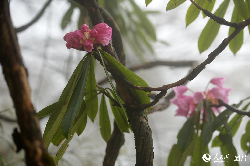 �������ɽ�ž麮˪��¶���������ˡ��������� ���� �㣩