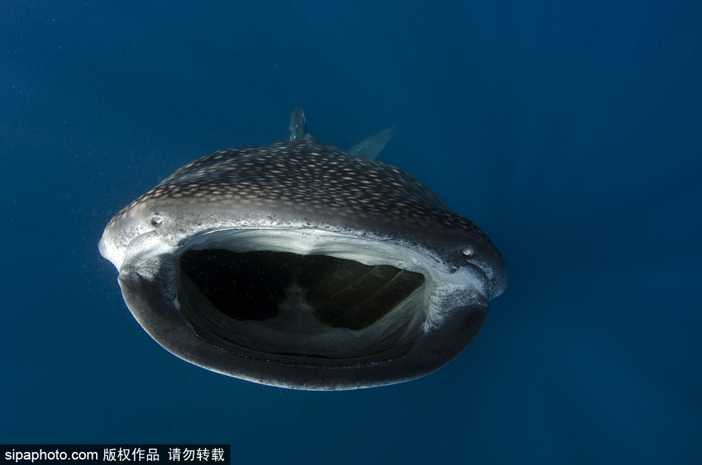 ˮ�°�͸�� �����ˮ�����硾3��