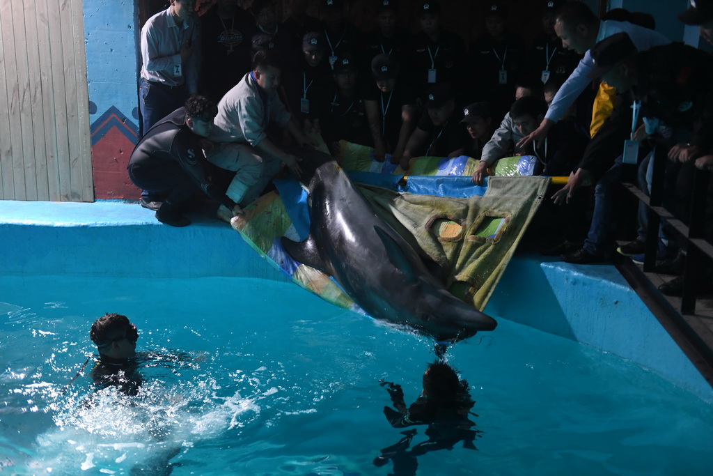 5月24日，工作人員採用特制擔架將海豚安全送至飼養區內。 新華社記者王鬆攝