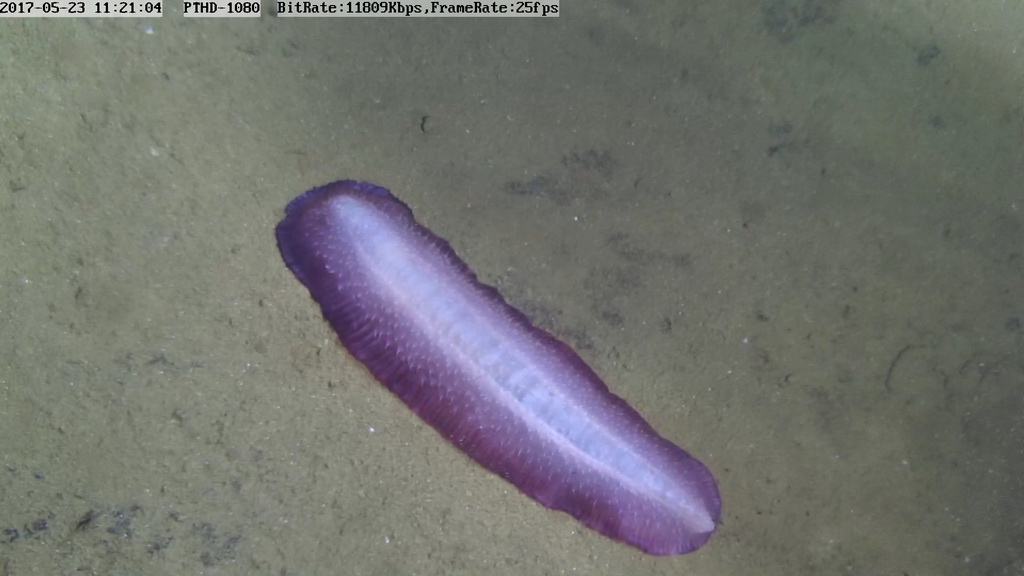 這是5月23日“蛟龍”號在馬裡亞納海溝4743米處拍攝的一隻超過30公分長的紫色海參。  新華社發