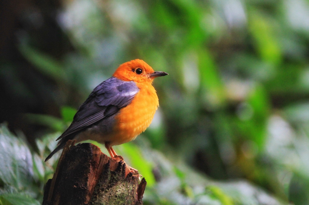 �����쬡�����ͷ��� ����ʡ�º���â��һС���Ӱ���10�꣩������ӯ��