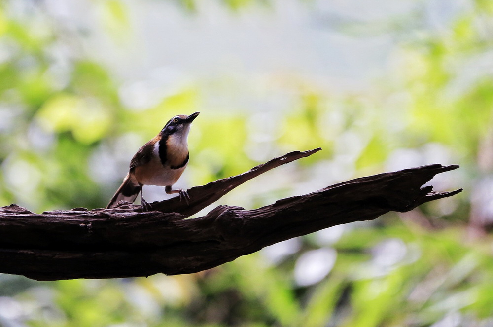 ��������ա����������� ����ʡ�º���â��һС���Ӱ���10�꣩������ӯ��