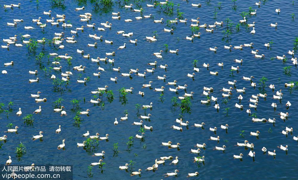 安徽池州：白鵝浮綠水 濕地景壯觀