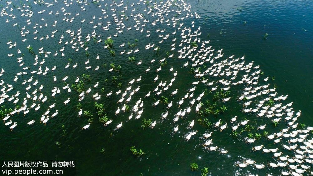 安徽池州：白鵝浮綠水 濕地景壯觀【2】